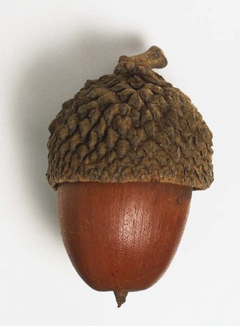 acorn2